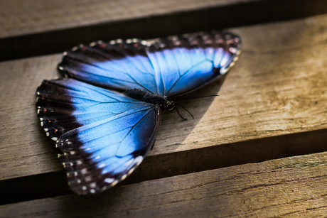 Morpho menelaus