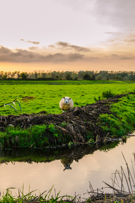 Zonsondergang in de Diemerpolder