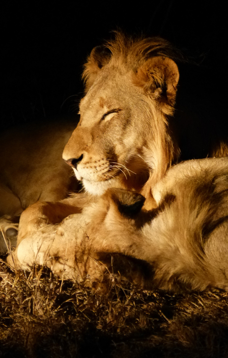 Zuid-Afrika; nachtfoto leeuw