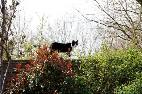 De nieuwsgierige kat van de buren