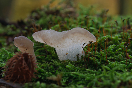 Glassy toadstool