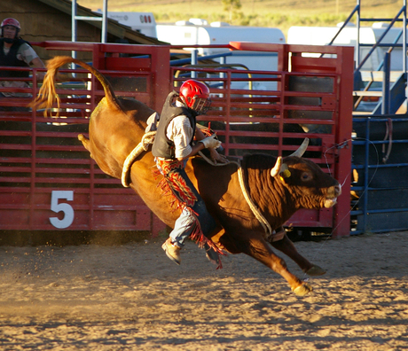 Riding the Bull