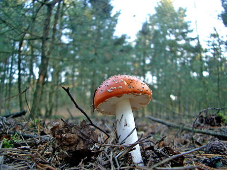 Rood met wite stipjes