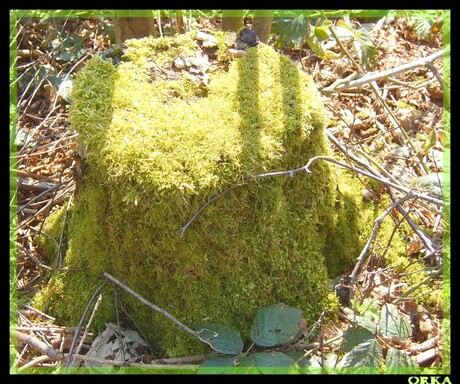 Boomstronk met groen truitje