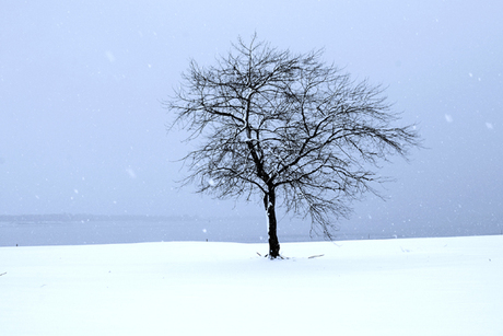 Eenzame boom in winter