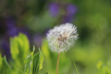 Een paardebloem