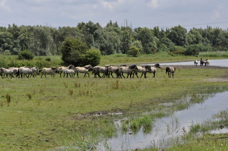 Koniks in de Oostvaardersplassen