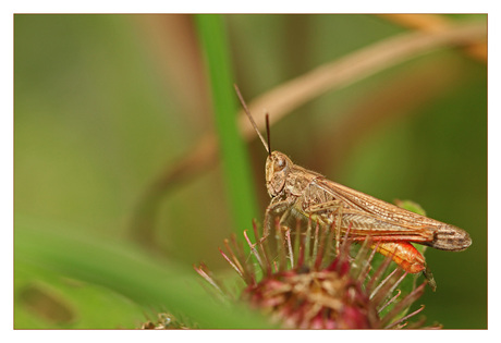 Bruine sprinkhaan