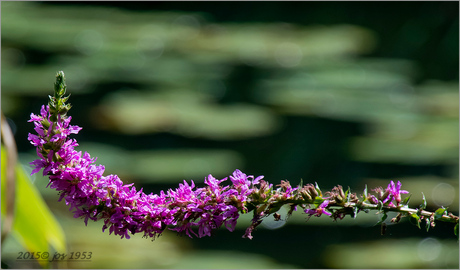 Spirea