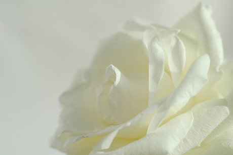 White rose