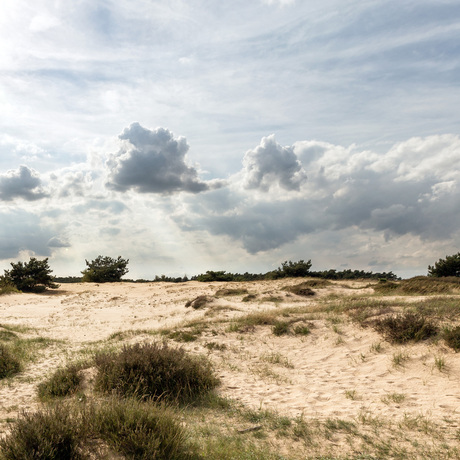 Veluwe