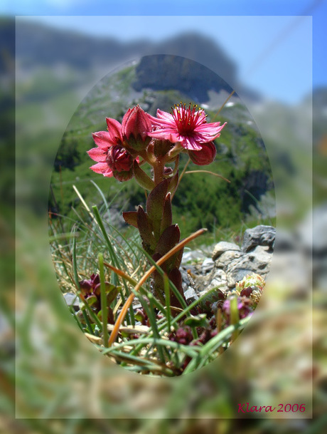 Bergbloemetje