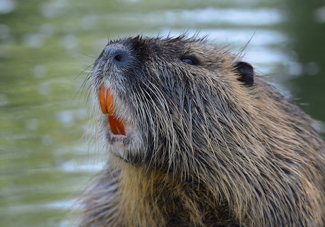 Beverrat (Myocastor Coypus)