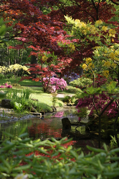 de Japanse tuin in Clingendael