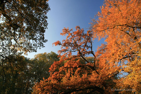 Autumn colors..