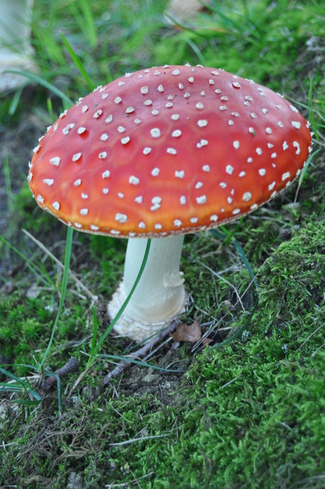 Rood met witte Stippen