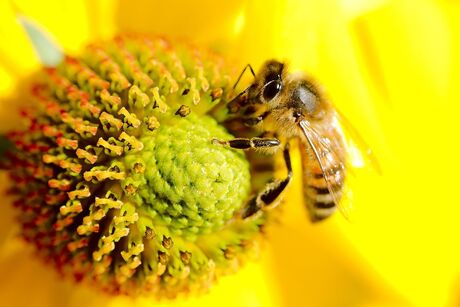 Bij op bloem