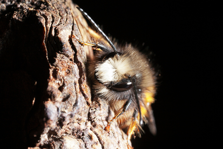 Gehoornde metselbij (Osmia cornuta)