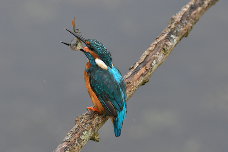 Ijsvogel, treurige blik ...