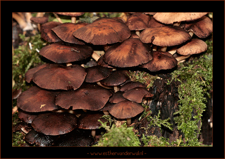 Paddestoelen [2]