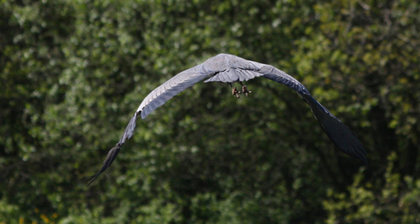 Reiger (4)