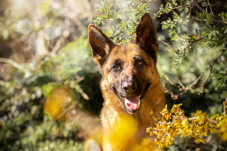 abby gekke hond