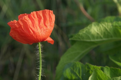 klaprood in groen