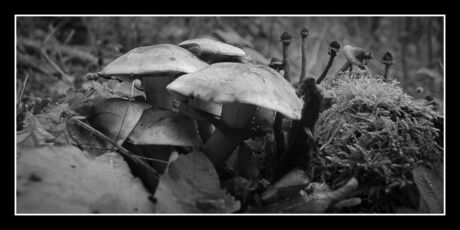 paddenstoelen02