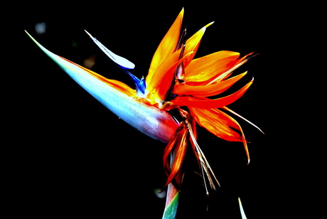 Paradijsvogel bloem