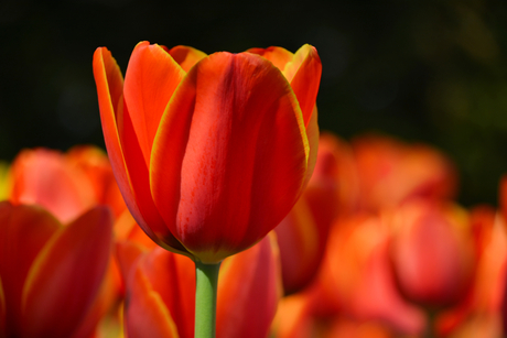 Tulip power