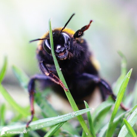 Happy Bumblebee