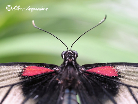Papilio lowii detial