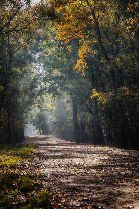 Morning walk