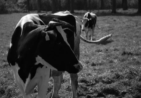 Black & White cow