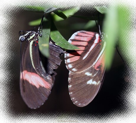 Parides Iphidamas