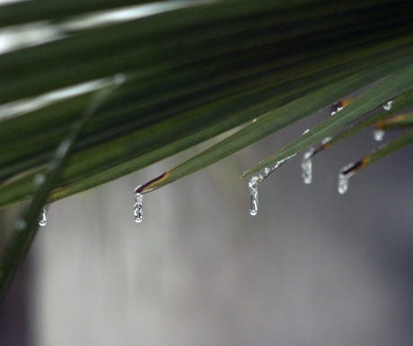 Palm-Pegeltjes