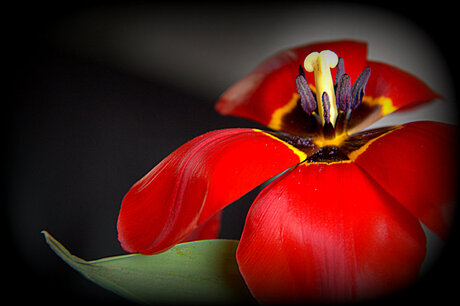 Tulp