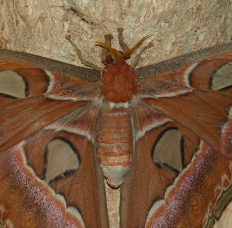 Close up Atlasvlinder