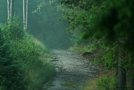 Vroege Wandelaar