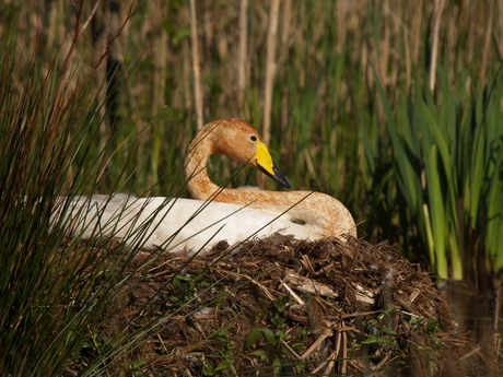 Wilde zwaan