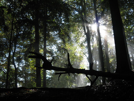 Licht in het donker bos