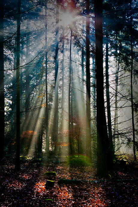 zonnestralen door de bomen