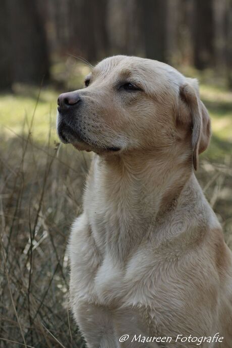 Labrador