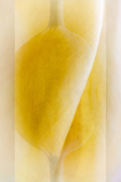 Gele Tulp