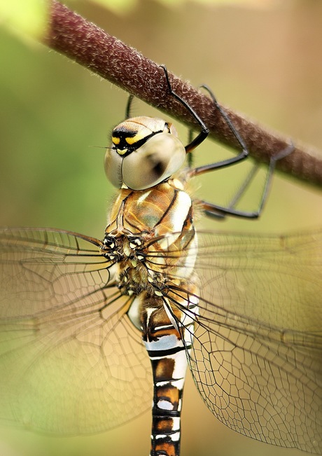 Paardenbijter (2013082406).jpg