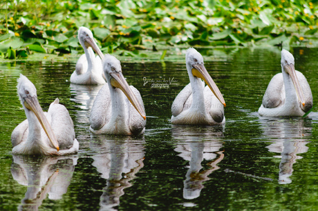 Pelikanen op een rij