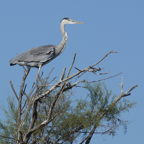 Blauwe reiger