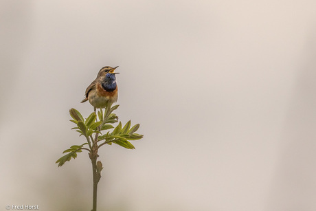 Blauwborst