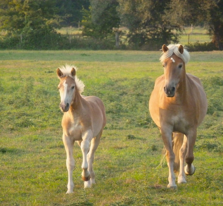 Happy Family