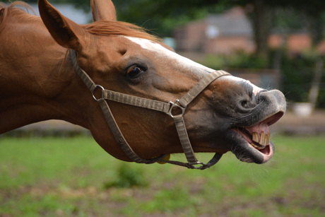 Paarden lach